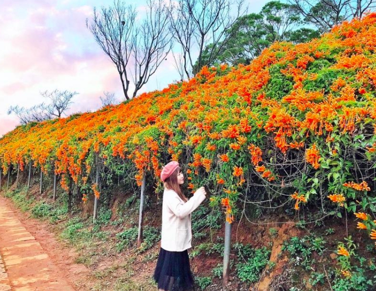 苗栗銅鑼的炮仗花海提早盛開，吸引遊客搶拍美照。 圖：IG@gominkin