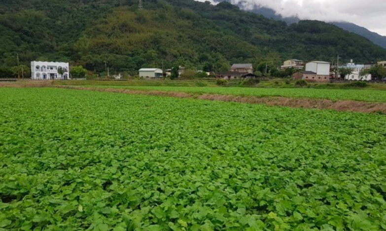 台東關山鎮「食在好玩蘿蔔季」將於1月20日登場。圖為關山鎮蘿蔔田，白白嫩嫩的大蘿蔔就藏在綠葉下。 圖：關山鎮公所/提供