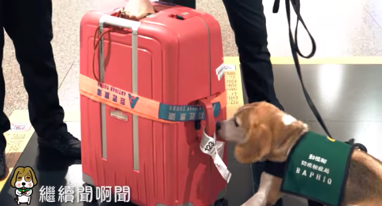 為防範非洲豬瘟，出動檢疫犬嚴格把關邊境防疫。 圖：截自防檢局影片（資料照片）
