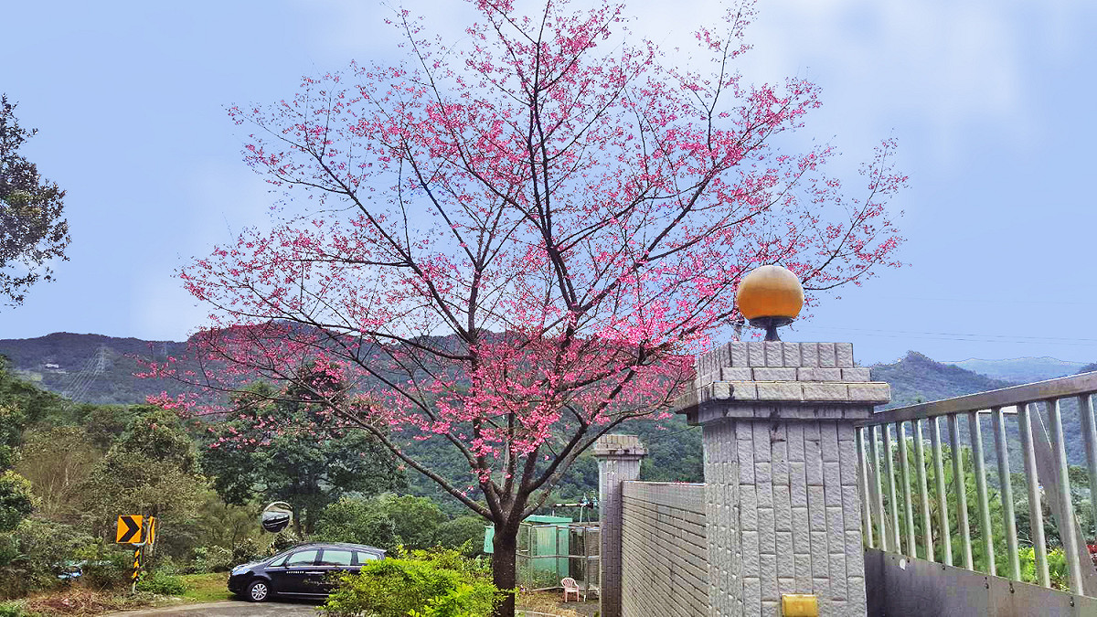 坪林第一株櫻目前已花開8成。 圖：新北市府景觀處提供