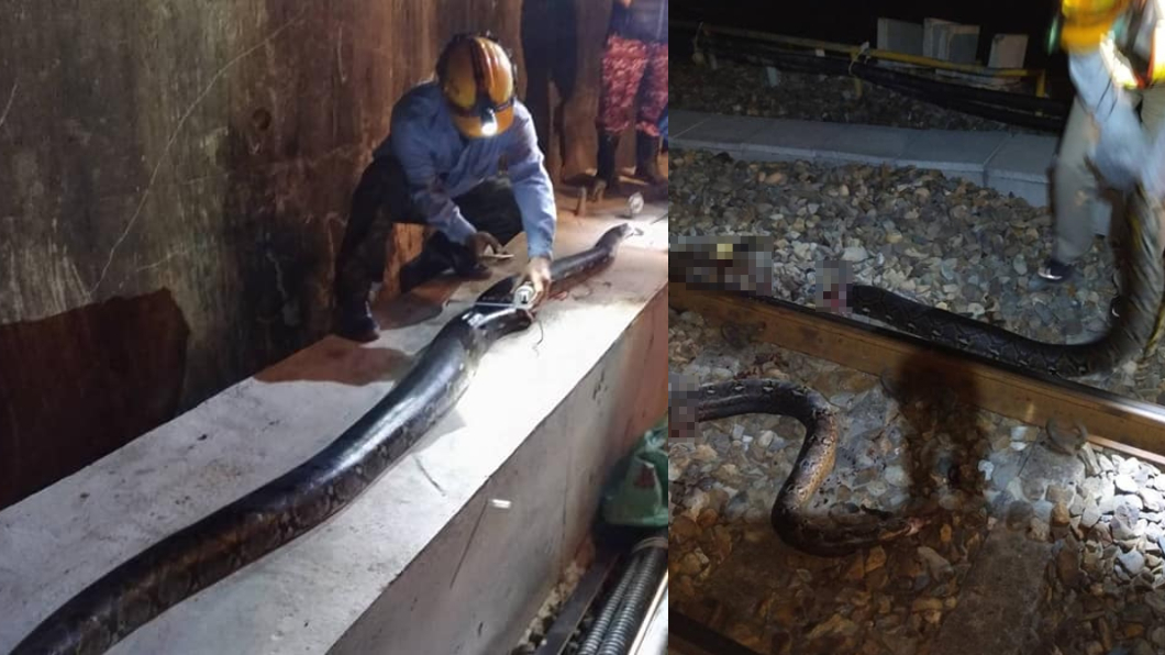 5米巨蟒爬鐵路遭輾斷 台鐵人員嚇出一身冷汗 圖: 翻攝自台鐵家族臉書