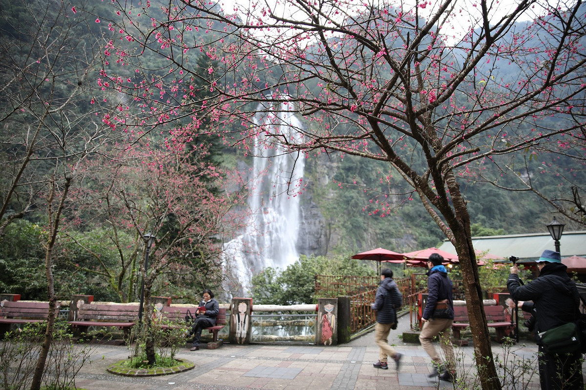 烏來勇士廣場是新北的賞櫻景點之一；圖為去年開花景況。 
 圖：新北市景觀處/提供