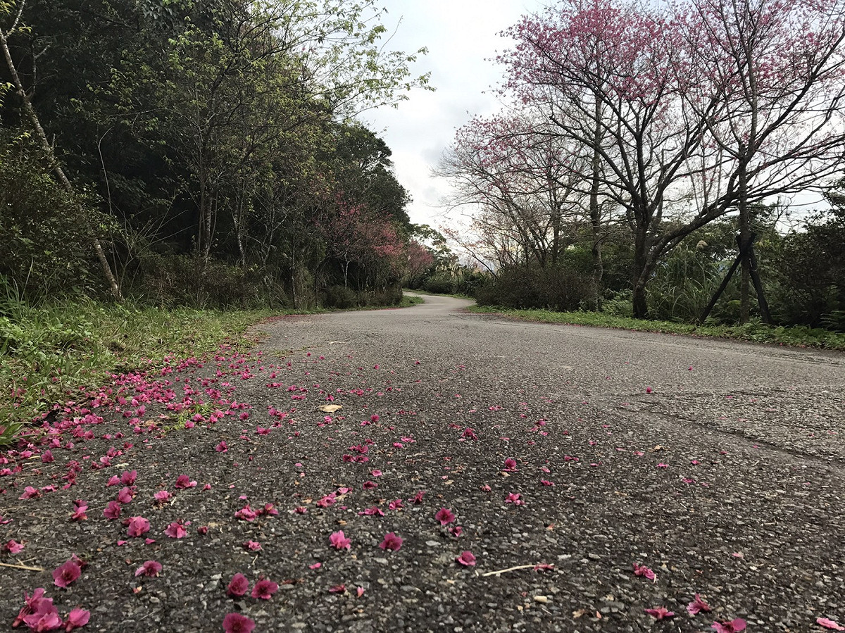 石碇二格步道去年櫻花開的盛況。 
 圖：新北市景觀處/提供