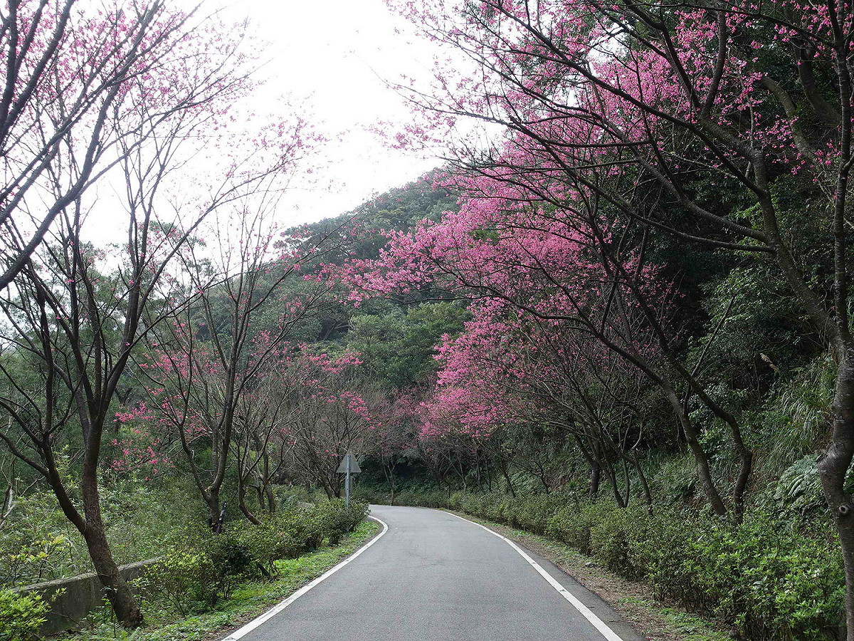 三芝青山路櫻花小徑，去年花況美不勝收。 
 圖：新北市景觀處/提供