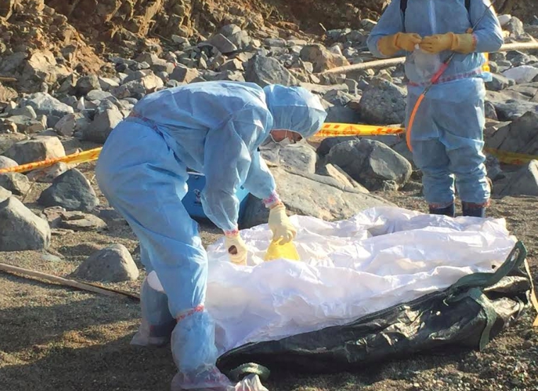 日前在連江縣發現死豬驗出非洲豬瘟病毒。 圖：連江縣政府/提供（資料照片）