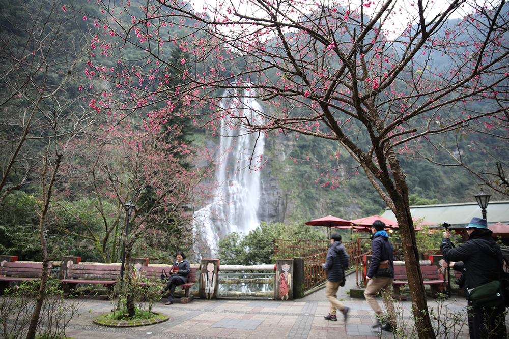 107年烏來勇士廣場花開景緻。 圖：新北市景觀處／提供