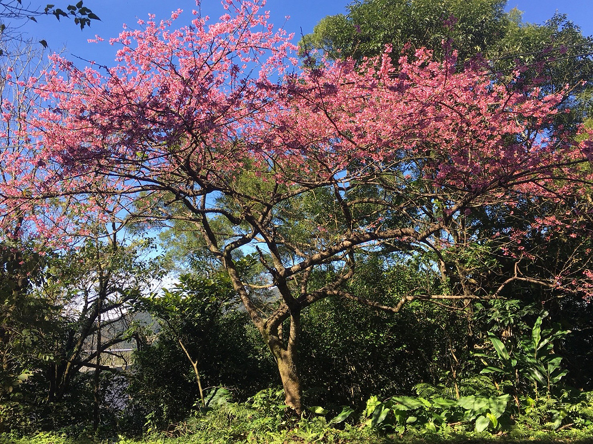 107年石碇區花開美景。 圖：新北市景觀處／提供