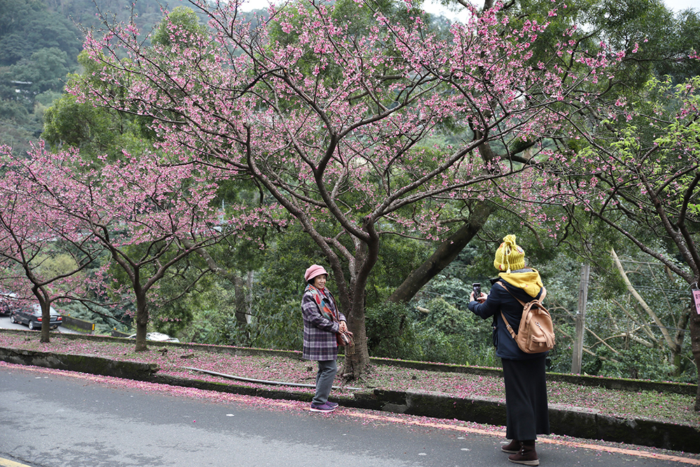 107年新店區花開景緻。 圖：新北市景觀處／提供