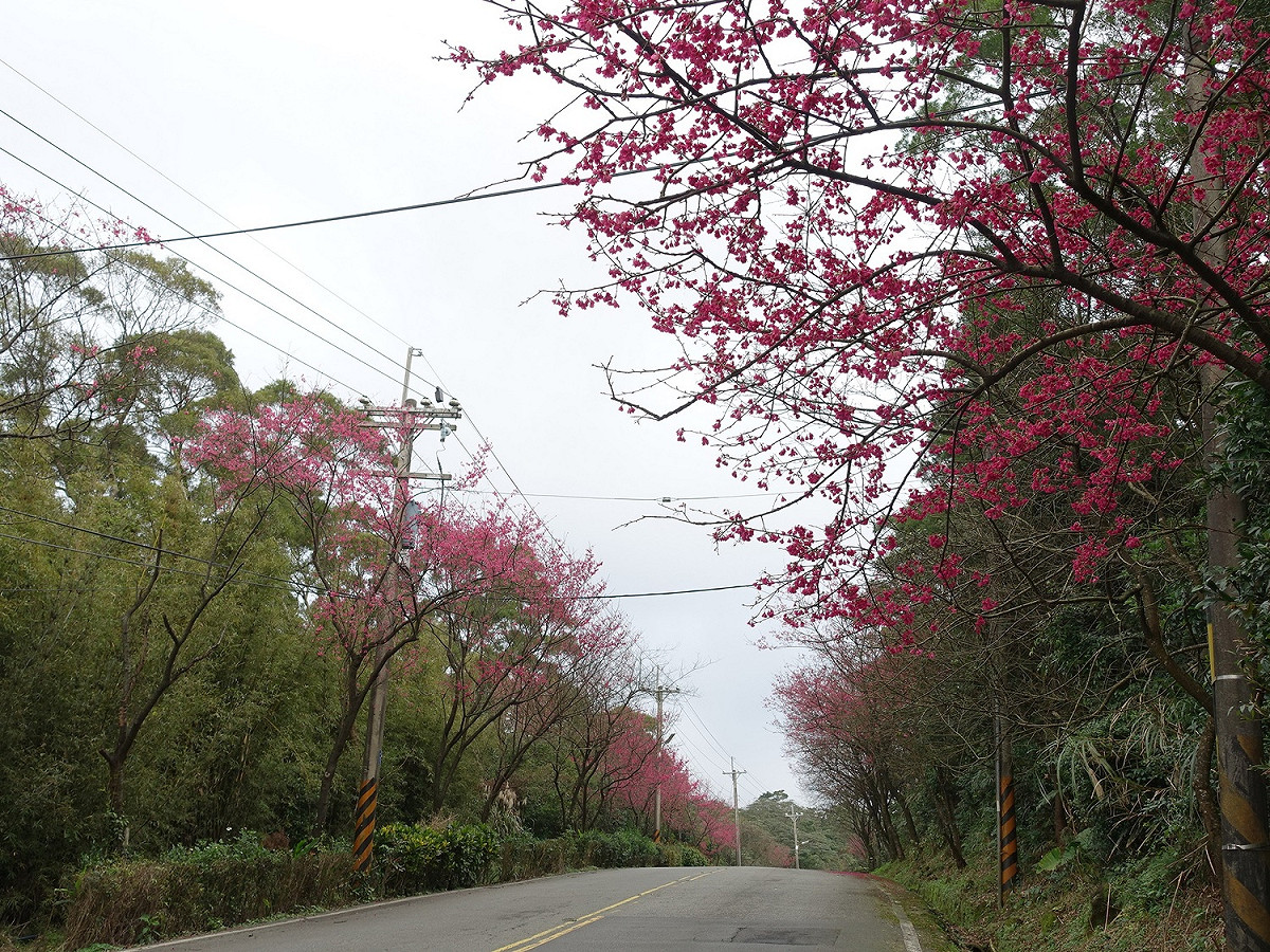 107年三芝青山路花開美景。 圖：新北市景觀處／提供