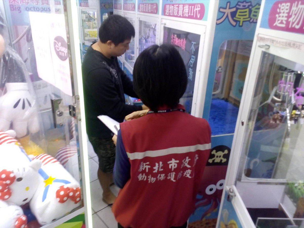 新北市府及防檢局官員，在淡水新民街夾娃娃機店，查獲業主擺放大陸豬肉等肉製微波食品，供民眾夾取。  圖：新北市非洲豬瘟災害應變中心提供