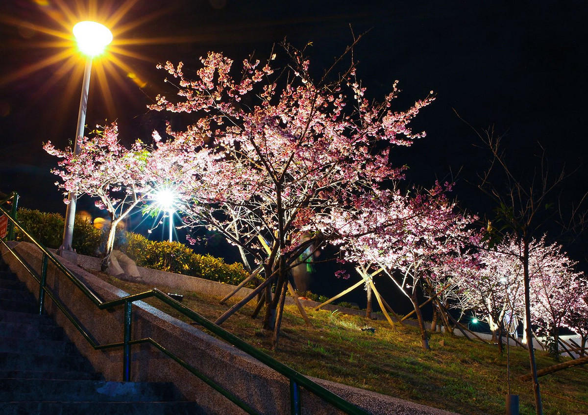今年的樂活夜櫻季以「浪漫光櫻」為題。 圖：台北市工務局公園路燈工程管理處／提供