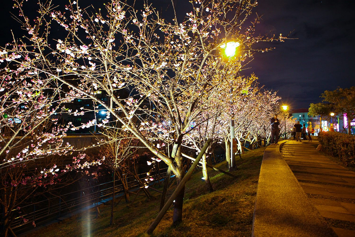 內湖樂活公園內相關的櫻花花況，都將在內湖樂活夜櫻季FB粉絲專頁及台北新花漾網頁公告。 圖：台北市工務局公園路燈工程管理處／提供
