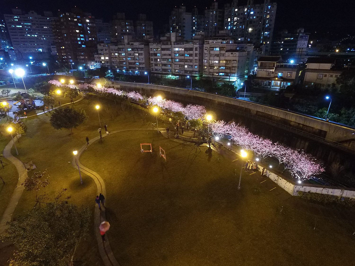 內湖樂活公園內的櫻花步道，將於活動期間增設夜間景觀燈，營造特有的夜櫻景緻。 圖：台北市工務局公園路燈工程管理處／提供