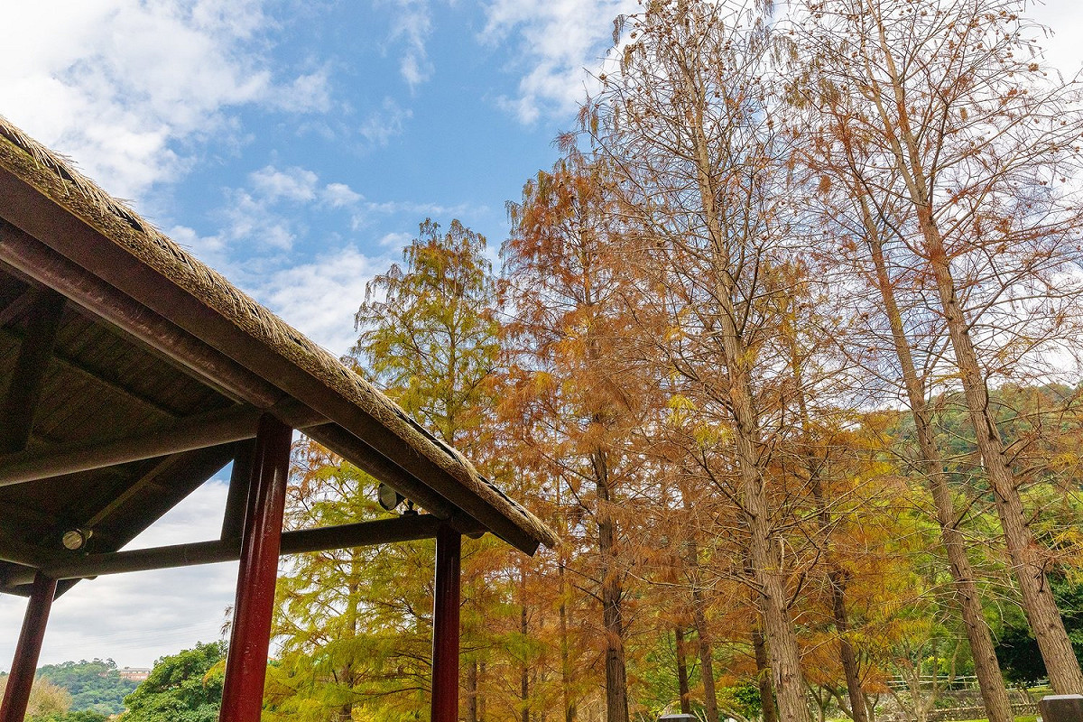 現在正是台北原住民文化主題公園內落羽松松紅的時刻，大家不妨趁著休假，前往親近大自然吧！ 圖：截自台北旅遊網粉絲專頁，潘俊霖／攝