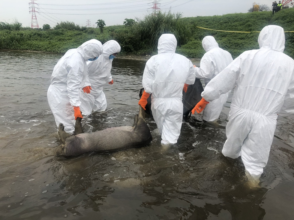 非洲豬瘟疫情嚴峻，今日於桃園市蘆竹區發現兩隻病死豬屍體。 圖：桃園市政府動物保護防疫處／提供