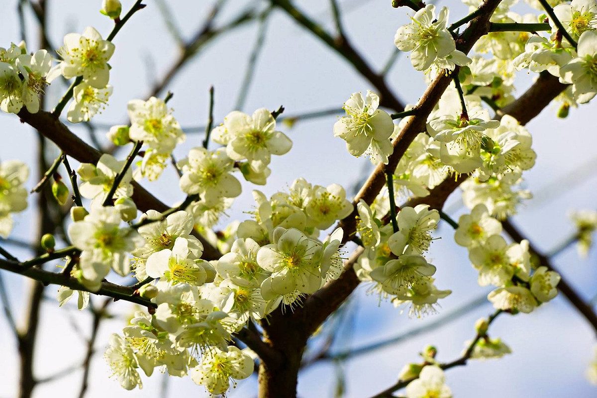 每到年初，志成公園內充滿綠意的梅花，成為民眾外出踏青的新選擇。 圖：截自台北旅遊網粉絲專頁，高讚賢/攝