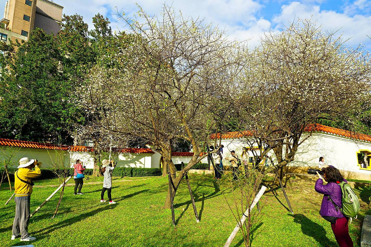 志成公園內的梅花景緻，吸引許多花迷前往拍攝。 圖：截自台北旅遊網粉絲專頁，高讚賢/攝