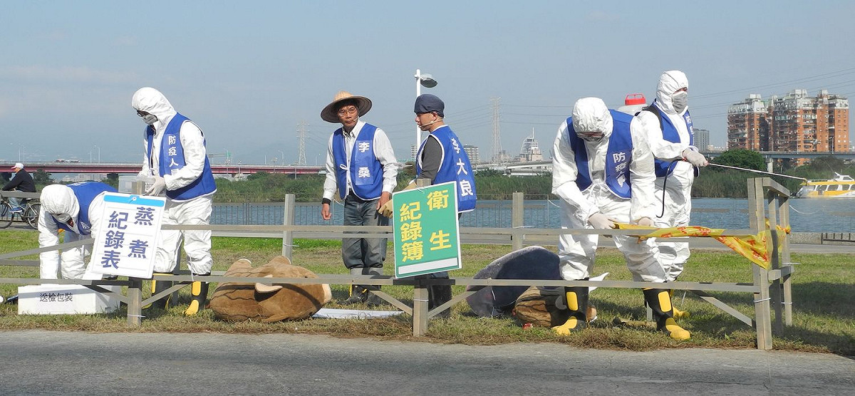 新北市政府進行非洲豬瘟防疫演習；圖為模擬養豬場出現疑似病例，經確診後，進行移動管制、全面電擊撲殺及消毒。  圖：王峻昌/攝