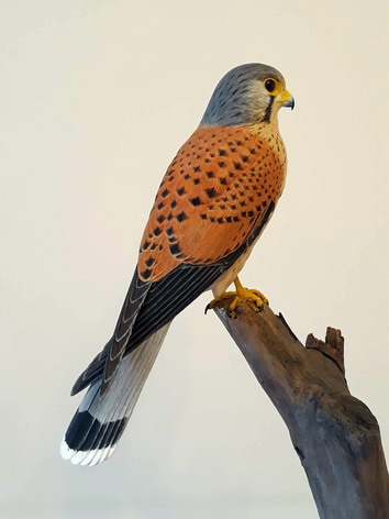 「如生─2019臺日野鳥雕刻工藝創作交流展」預計展出作品-紅隼  圖：工藝台北分館/提供