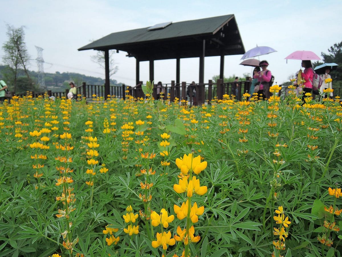 目前樟樹步道上開滿魯冰花的景象，吸引許多民眾前往賞花。 圖：台北市政府工務局大地工程處／提供