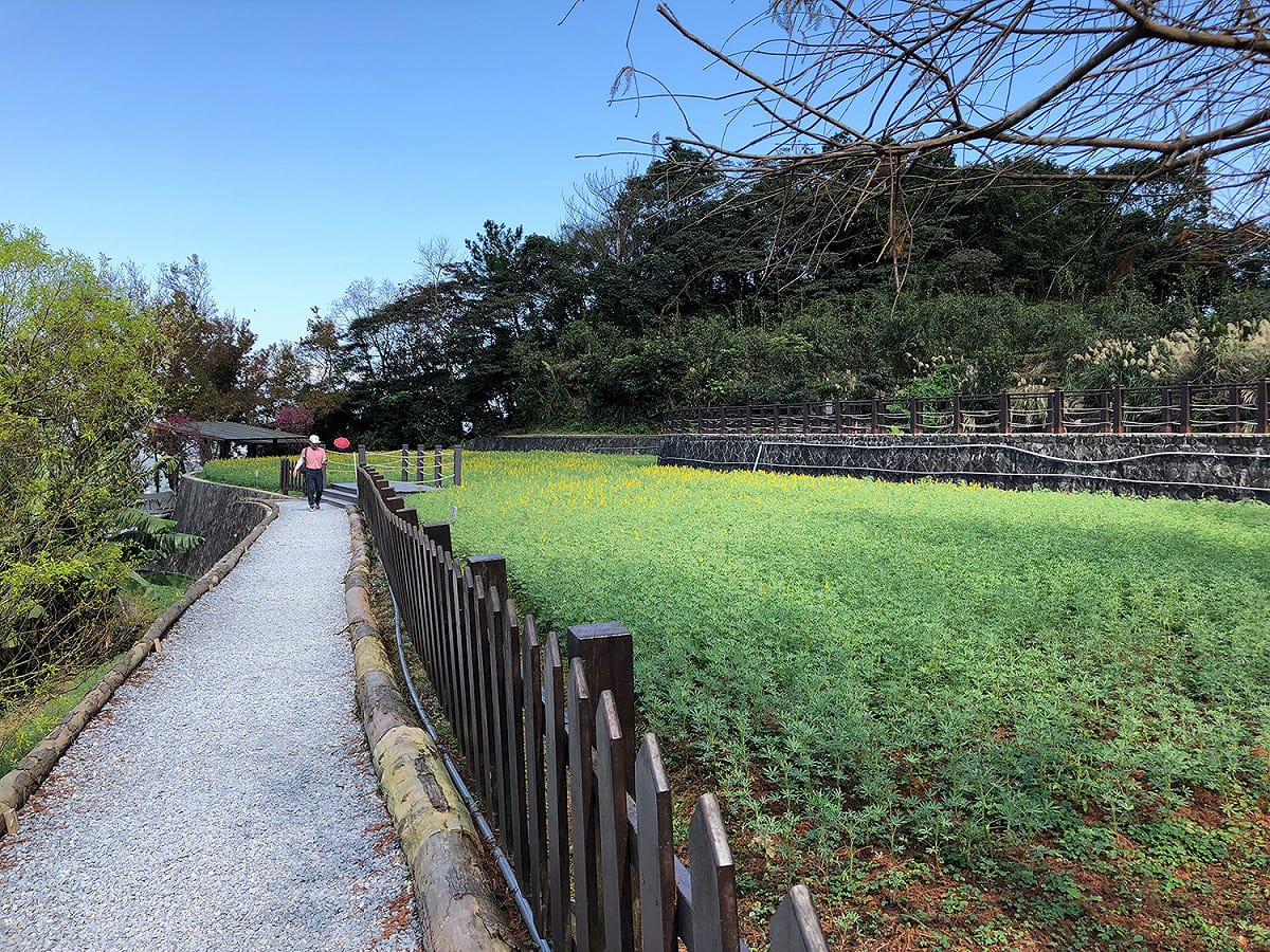 貓空樟樹步道上整片魯冰花苗滿滿綠意，預期可在農曆春節期間盛開。 圖：台北市政府工務局大地工程處／提供