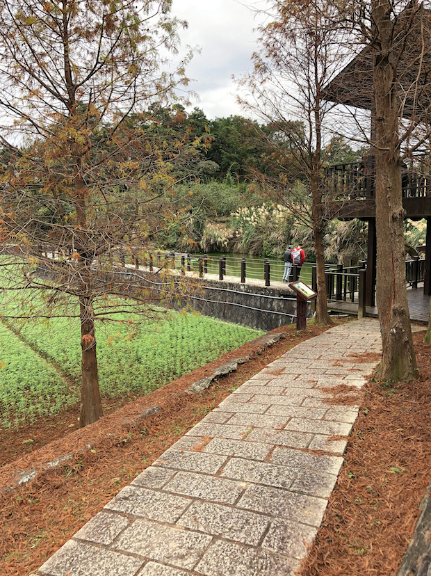 目前在樟樹步道上，還可以看見落羽松的美景哦！ 圖：台北市政府工務局大地工程處／提供