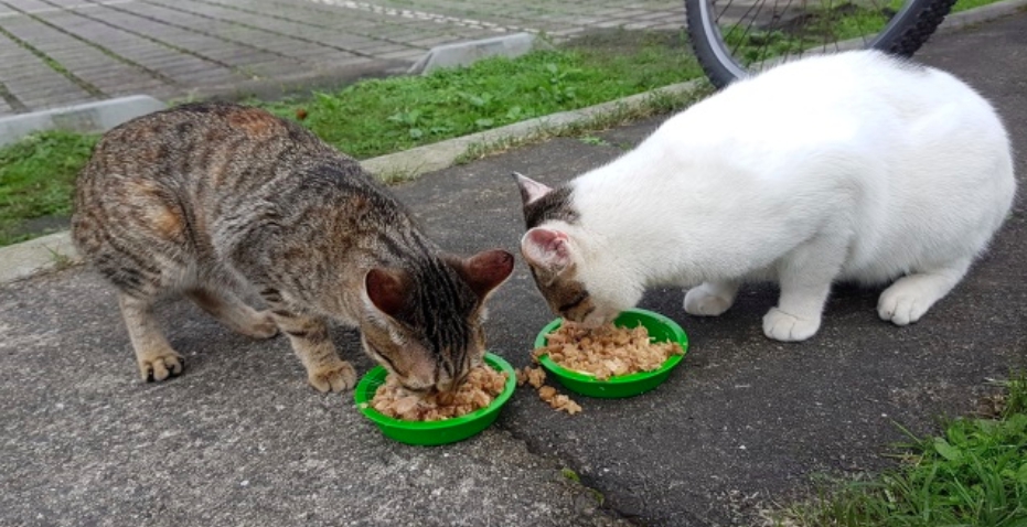 猴硐貓村裡棲息了上百隻貓咪，因長期與遊客接觸，大多不怕生。 圖：新北市動保處/提供