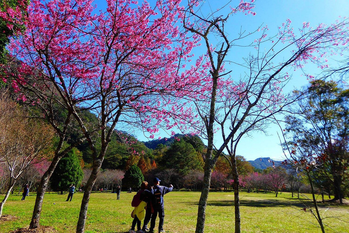 奧萬大森林遊樂園區的山櫻花已經盛開，接續綻放的八重櫻也將帶來更迷人的景色。 圖：取自奧萬大情報站臉書粉絲專頁