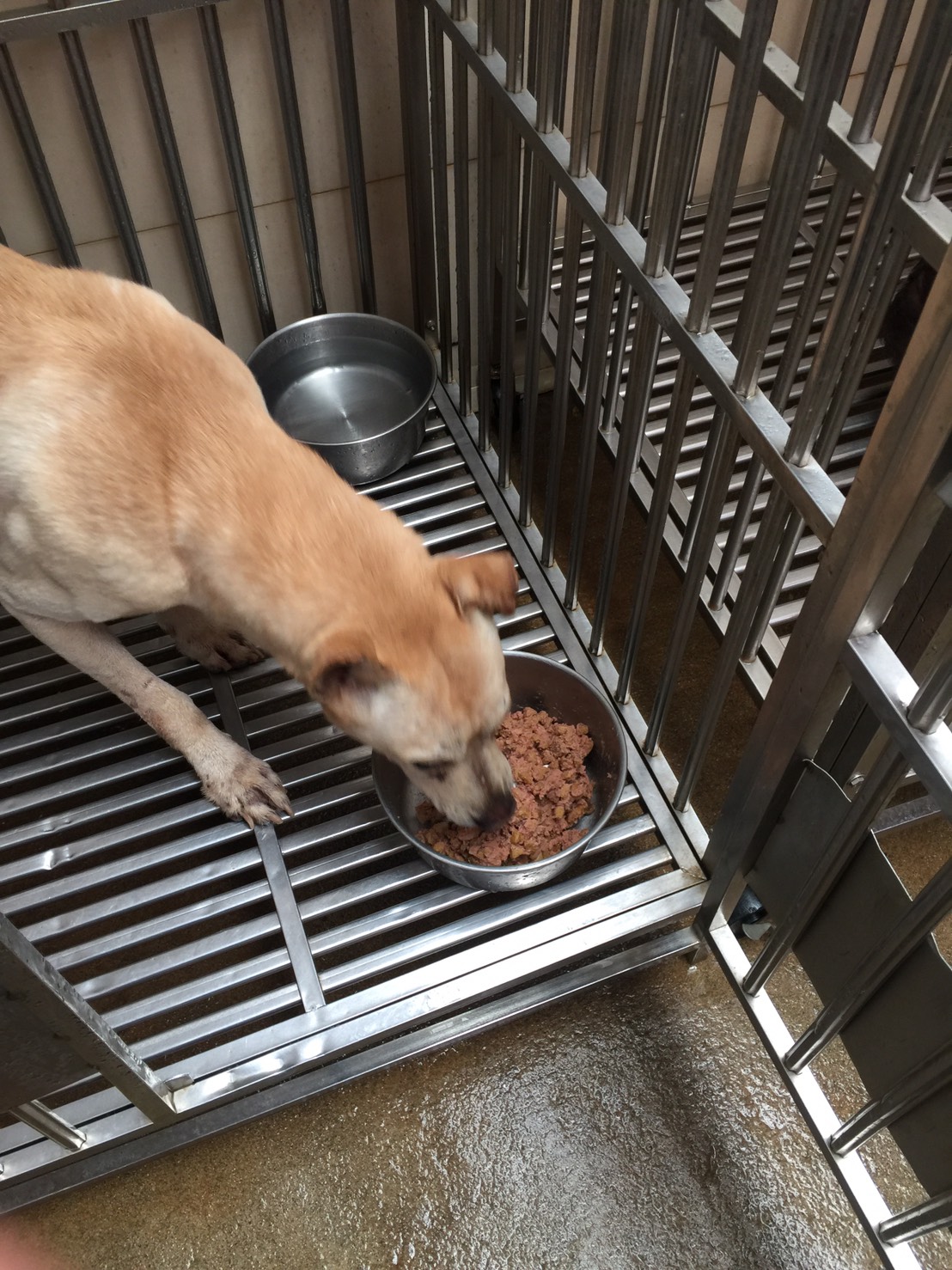新北市動保處表示，寵物飲食及所需營養和人類不同，飼主可選擇購買檢驗合格飼料方便餵飼。 圖：新北市動保處/提供