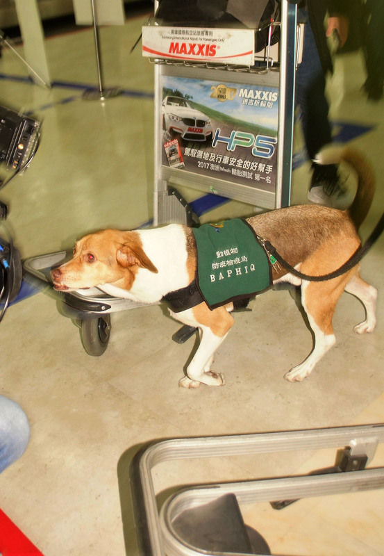 高雄國際機場1日春節前夕加強把關非洲豬瘟防疫，機場防疫犬也疲於奔命。 圖：中央社
