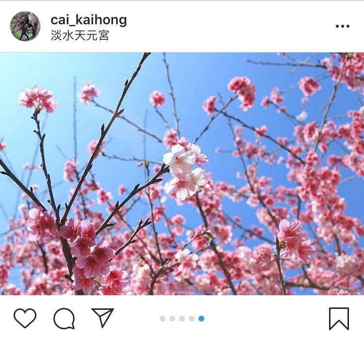 「無極天元宮」是近年來淡水的賞櫻勝地。 圖：翻攝自instagram cai_kaihong／開放權限