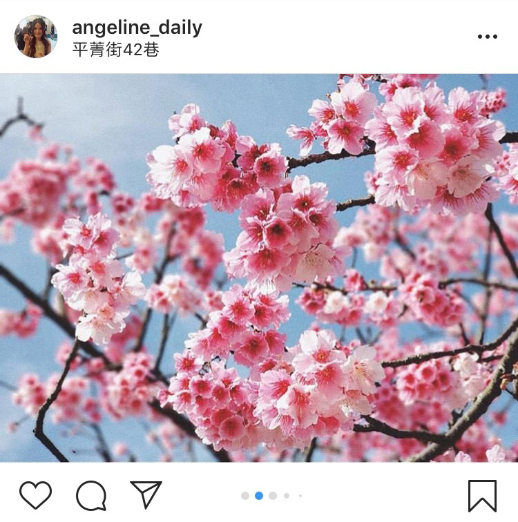 「平菁街42巷」是近幾年火紅的賞櫻地點。 圖：翻攝自instagram angeline_daily／開放權限
