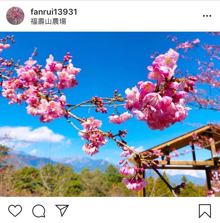 「福壽山農場」內的櫻花林真的超迷人。 圖：翻攝自instagram fanrui13931／開放權限