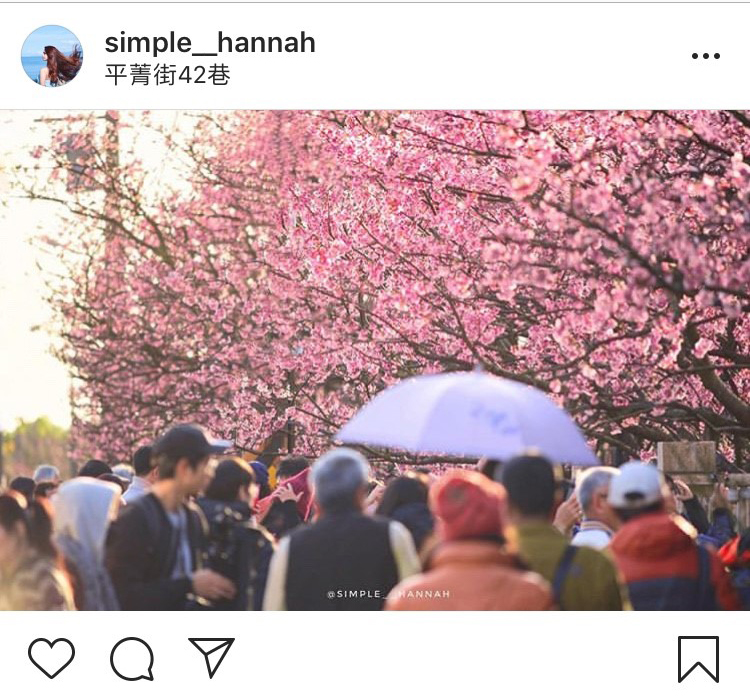 「平菁街42巷」花團錦簇的櫻花美景，不只浪漫也超迷人。 圖：翻攝自instagram simple__hannah／開放權限