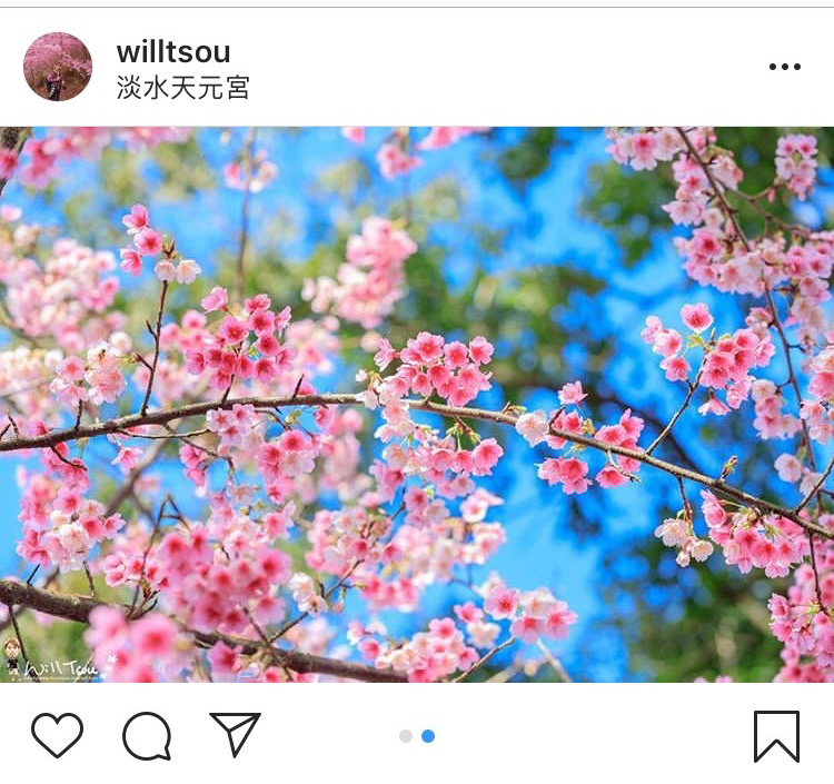 「無極天元宮」的櫻花美景，吸引許多花迷前往拍攝。 圖：翻攝自instagram willtsou／開放權限