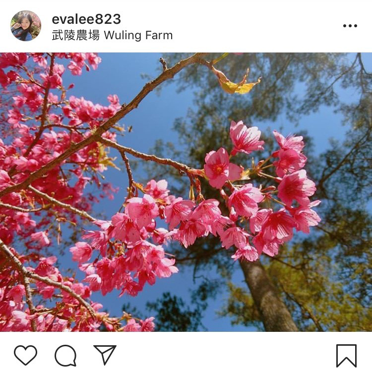 「武陵農場」的櫻花通常會在2月初開始慢慢開花。 圖：翻攝自instagram evalee823／開放權限