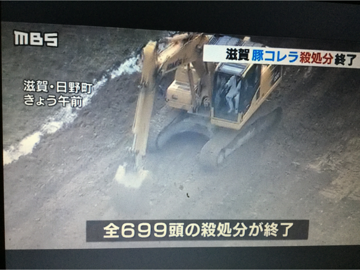 日本這次豬瘟是有疫苗能控制，但是依照日本法律規定，一個養豬場只要有一隻感染，就要全數撲殺。 圖：劉黎兒翻拍自2月7日每日放送