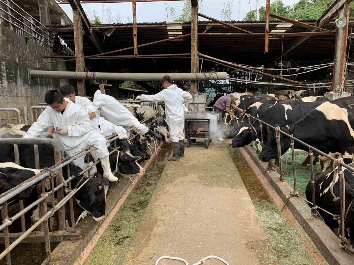 新北市動保處針對轄內5處的乳牛場，進行仔乳牛冷烙印編號的工作。 圖／新北市動保處提供