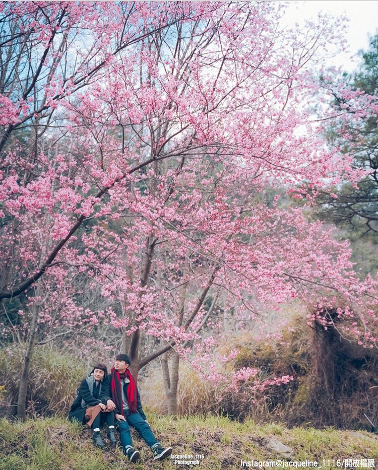 「武陵農場」的櫻花景緻，迷倒許多花迷的視覺！ 圖：翻攝自instagram jacqueline_1116/開放權限