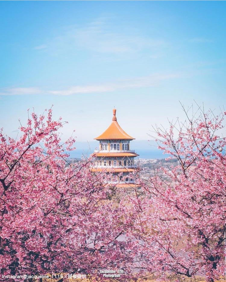 目前淡水無極天元宮後山的三色櫻已經滿開囉！ 圖：翻攝自instagram jacqueline_1116／開放權限