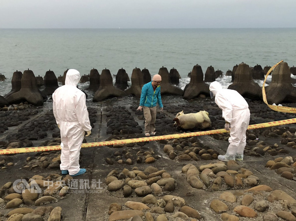 民眾16日清晨在新竹市浸水地區海岸邊發現疑似死亡豬隻，立刻通報海巡署及相關單位到場處理，經研判為死亡羊隻。 （海巡署北部分署第八岸巡隊）