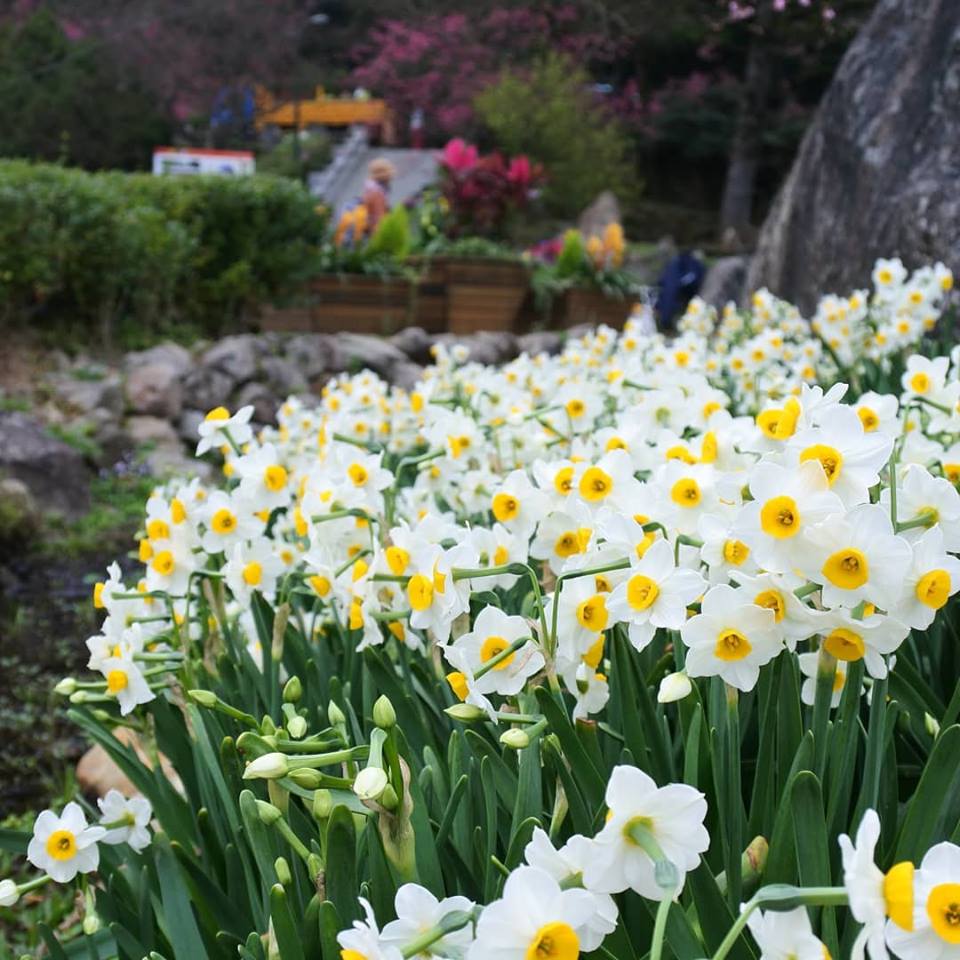 水仙花已開7成，預計2月中下旬大開。 圖/陽明山花季臉書粉絲頁