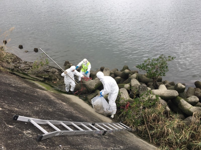 台北市社子島迎屋星碼頭16日被發現一隻豬隻浮屍。 圖：北市動保處提供