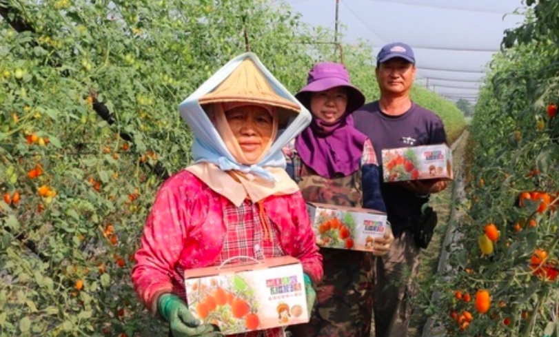 中華郵政與各地小農合作產銷，今年第一季推出高雄美濃橙蜜香番茄禮盒。 圖：中華郵政/提供