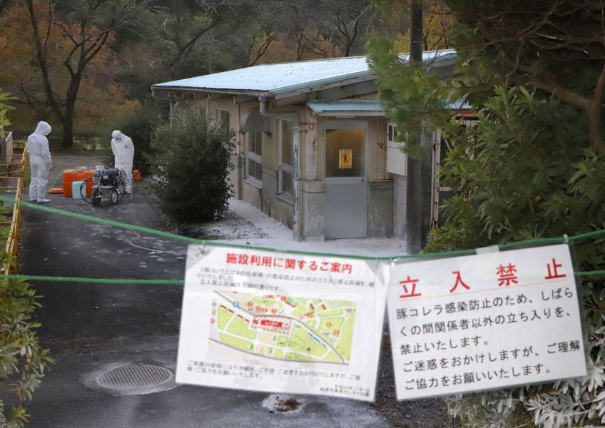 日本岐阜縣一處養豬場今天再確認有豬隻感染豬瘟，依法須撲殺場內共5775頭豬隻，縣府已請自衛隊派員到場協助。 圖 : 中央社