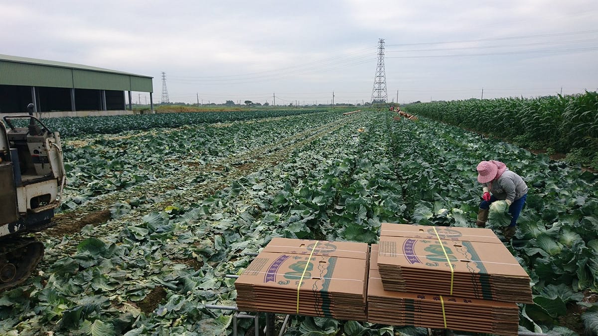 嘉義縣政府農業處指出，農民可在預定種植前30天內或種植後5天內，到農會辦理高麗菜種植登記。 圖：嘉義縣政府農業處／提供