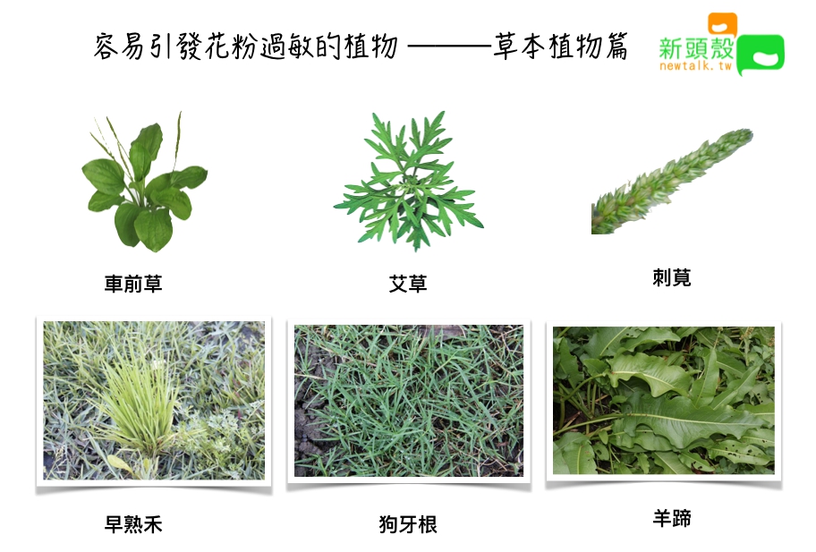 容易引發花粉過敏的草本植物。
 圖：張嘉哲/製