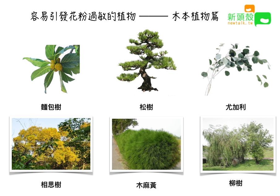 容易引發花粉過敏的木本植物。
 圖：張嘉哲/製