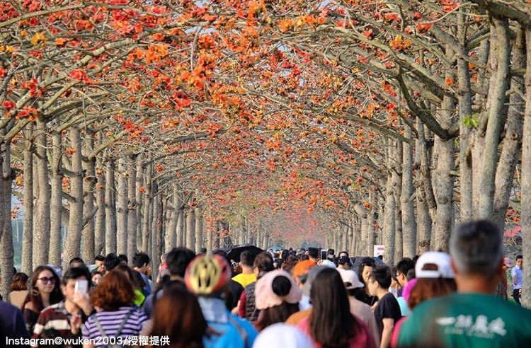 「台南白河林初埤木棉花道」每到花季，總是擠滿人潮。 圖：翻攝自instagram wuken2003／開放權限