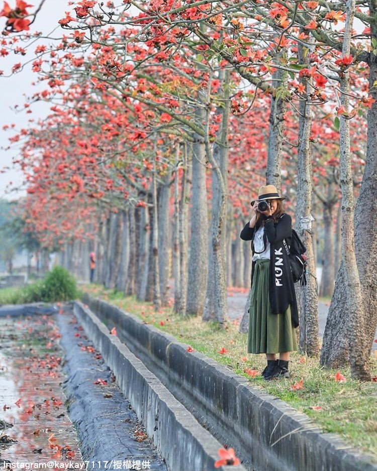 「台南白河林初埤木棉花道」的木棉花景色，吸引許多攝影好手前往拍美照。 圖：翻攝自instagram kaykay7117／開放權限